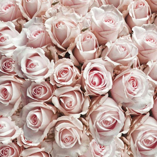 Servietter lunsj, dus rosa roser – 20 stk