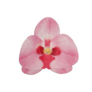 Spiselig orkide, fedigmontert, rosa - 10 stk