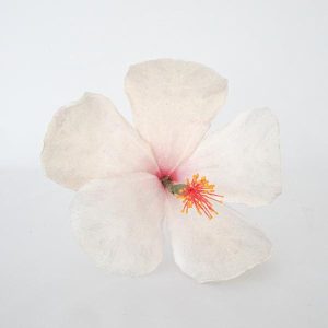 Naturtro spiselig Hibiscus, gjør det selv - Hvit