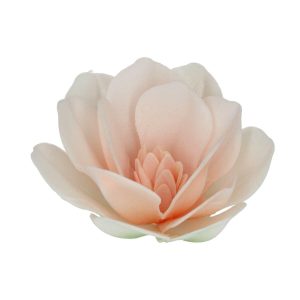 Spiselig magnolia, fedigmontert stor, hvit - 6 stk