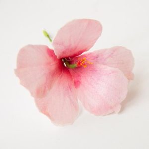 Naturtro spiselig Hibiscus, gjør det selv - rosa