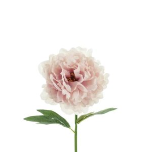 Naturtro peon, 35cm - pale rosa