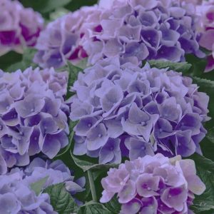 Servietter lunsj, lilla hortensia - 20 stk