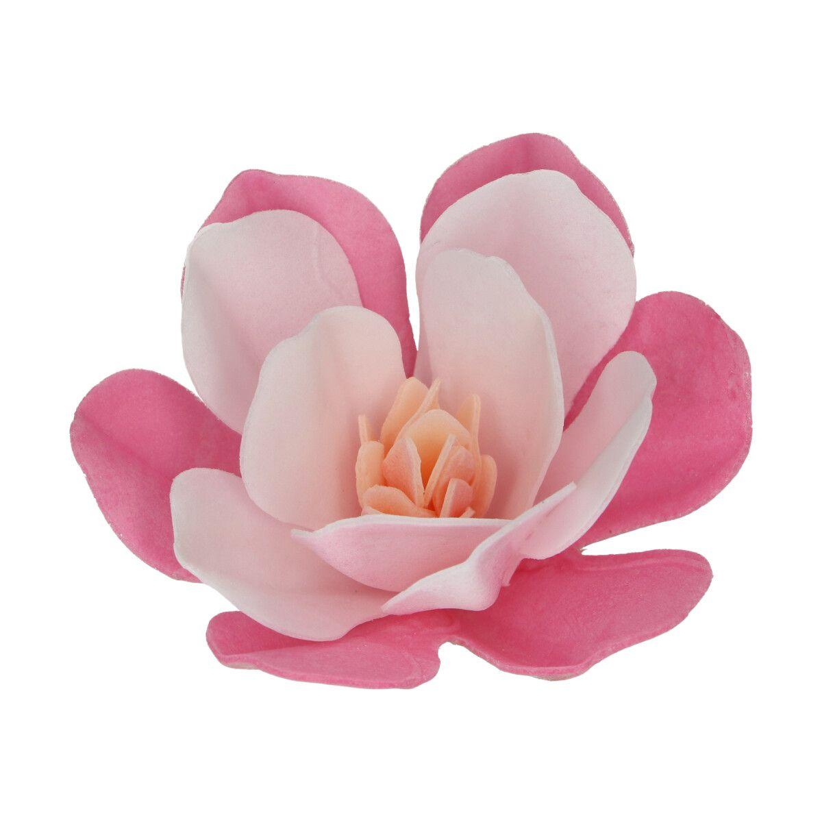 Spiselig magnolia, fedigmontert stor, rosa - 6 stk