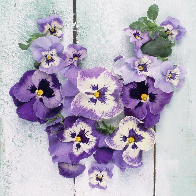 Servietter lunsj, stemorsblomster lilla – 20 stk