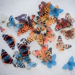 Spiselige sommerfugler, naturmiks - 33 stk