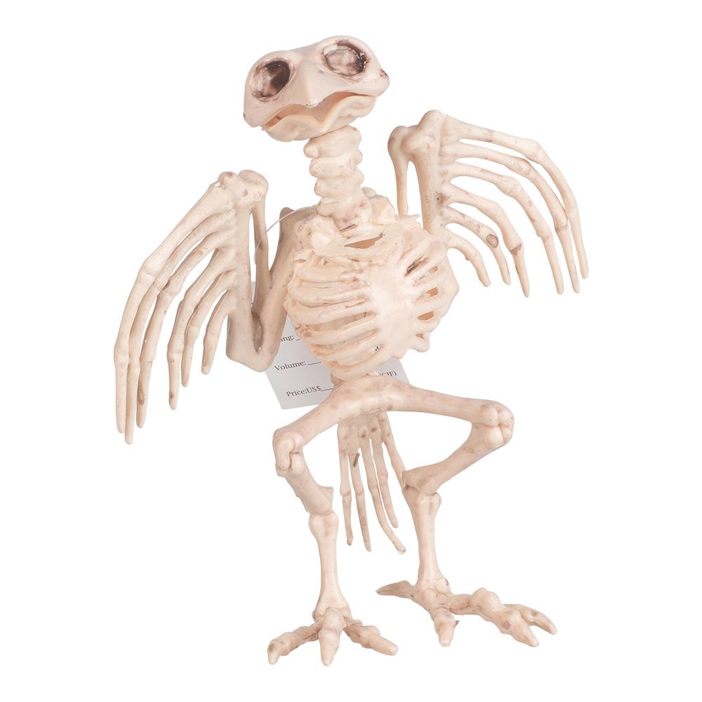 Skjelett - Fugl